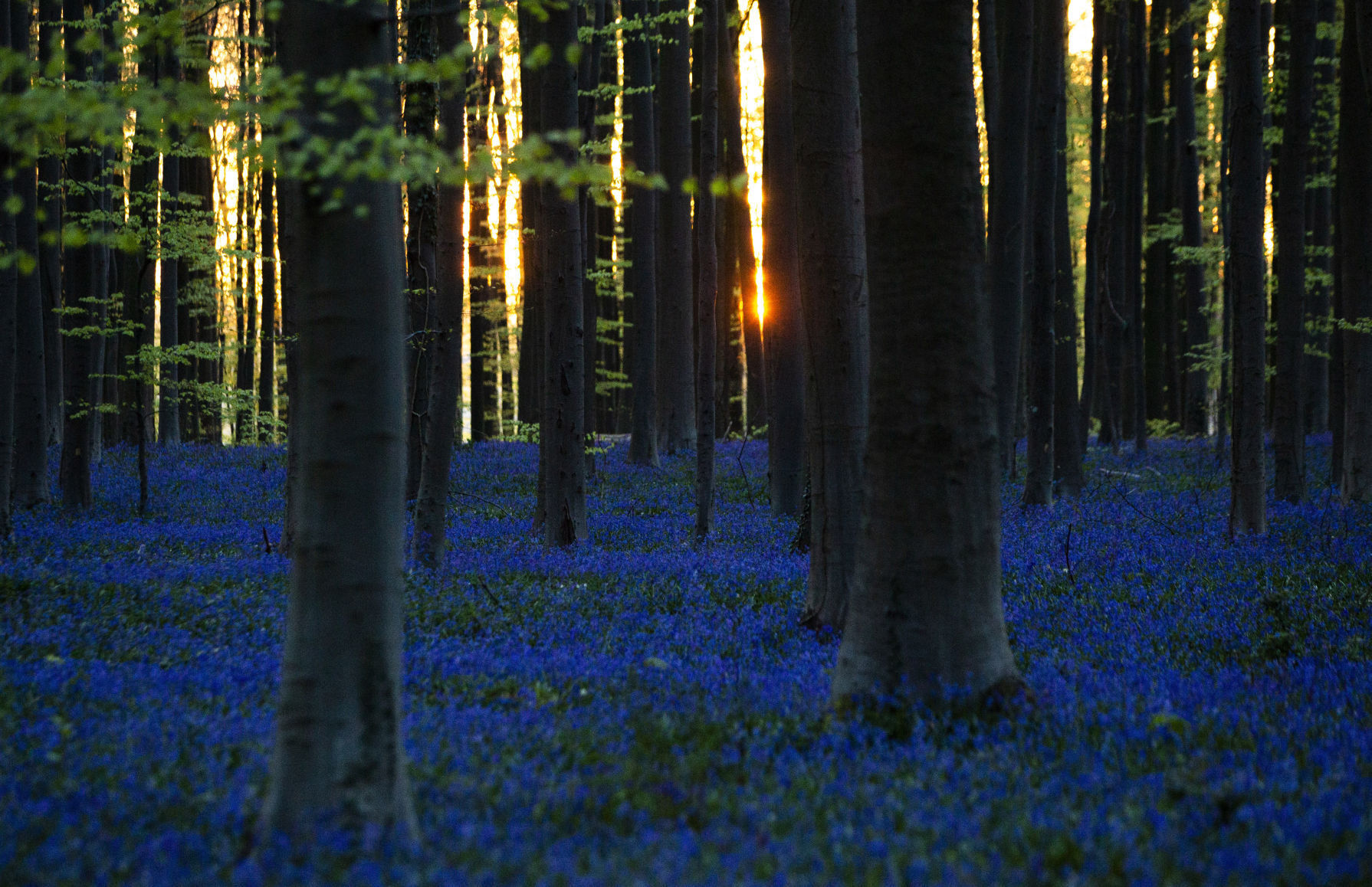 APTOPIX Belgium Bluebell Forest